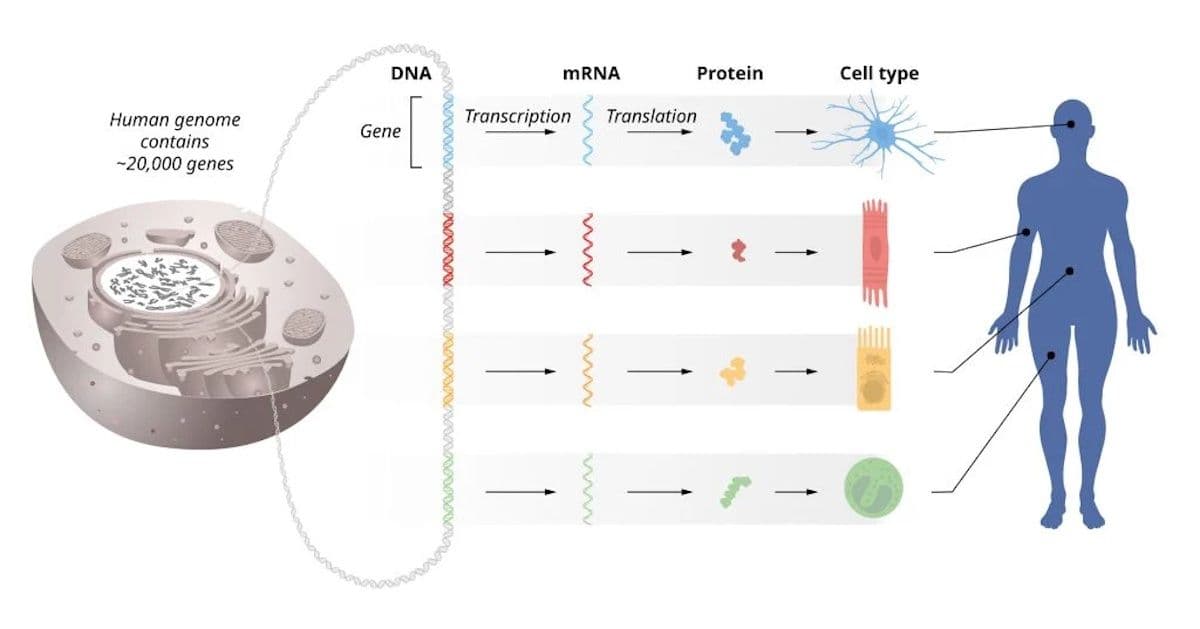 This illustration from the Nobel Assembly at Karolinska Institutet shows how microRNA regulates development of cells in humans and other organisms.